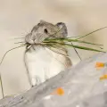PikaMap